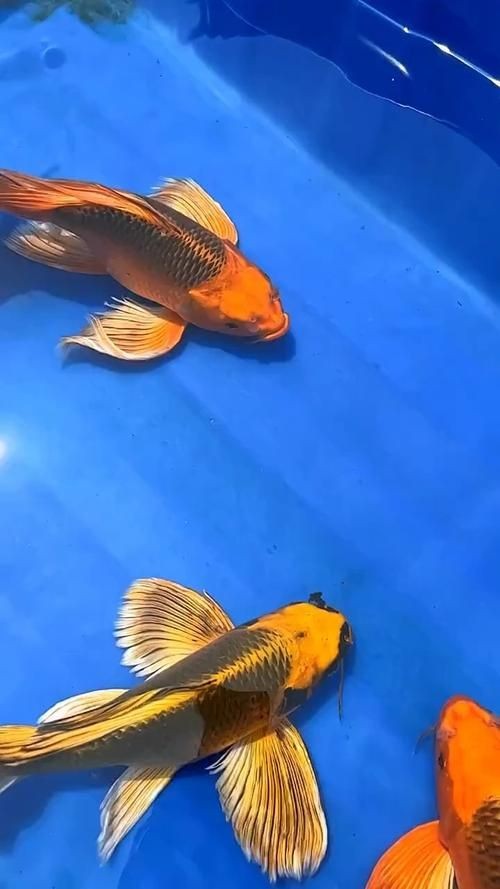 火鳳凰觀賞魚圖片：*《火鳳凰觀賞魚圖片》*，火鳳凰觀賞魚