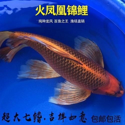 火鳳凰觀賞魚圖片：*《火鳳凰觀賞魚圖片》*，火鳳凰觀賞魚
