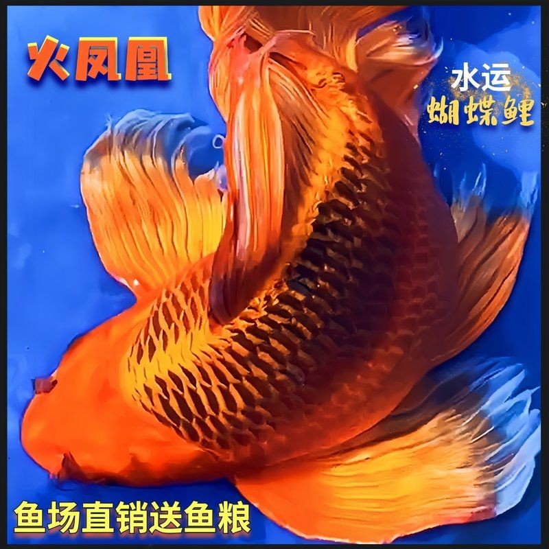 火鳳凰觀賞魚圖片：*《火鳳凰觀賞魚圖片》*，火鳳凰觀賞魚