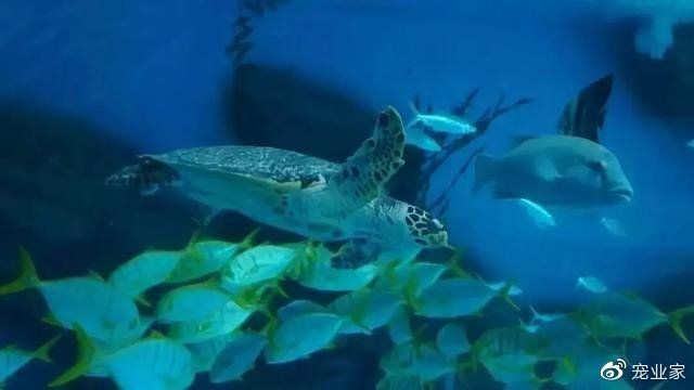 江門水族店：**《江門水族店：都市中的水下秘境》