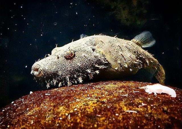 狗頭魚需要打氧嗎：斑馬狗頭魚的飼養(yǎng)指南