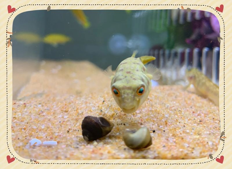 狗頭魚需要打氧嗎：斑馬狗頭魚的飼養(yǎng)指南