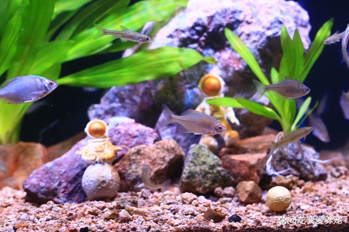 狗頭魚需要打氧嗎：斑馬狗頭魚的飼養(yǎng)指南