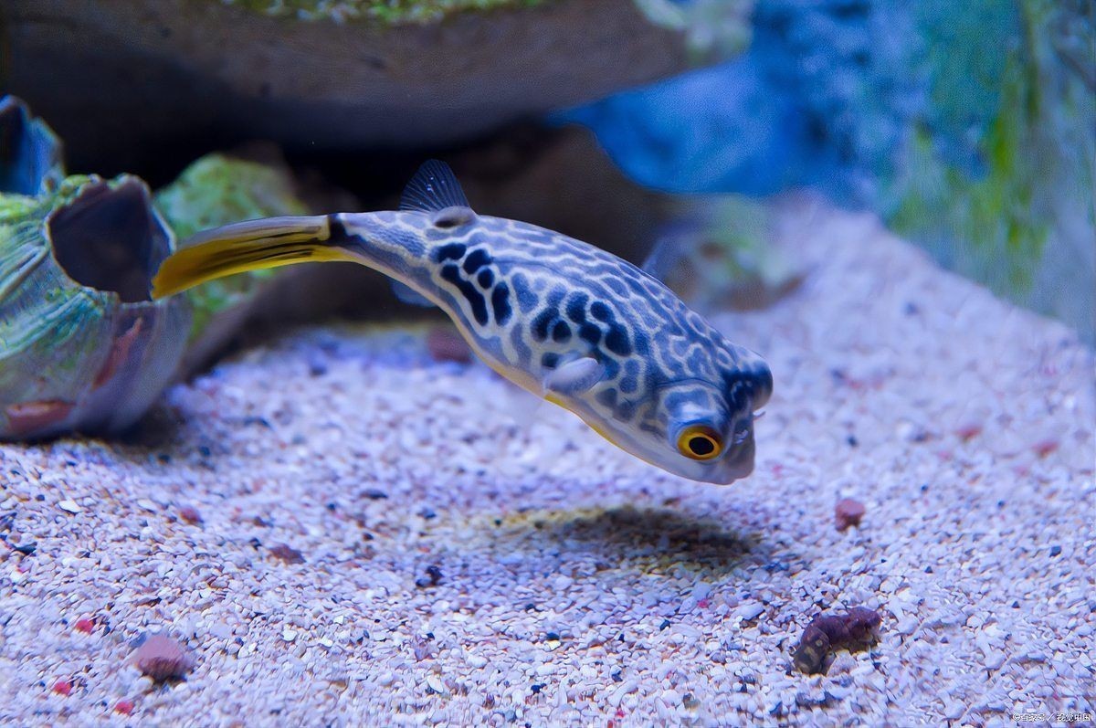 狗頭魚需要打氧嗎：斑馬狗頭魚的飼養(yǎng)指南