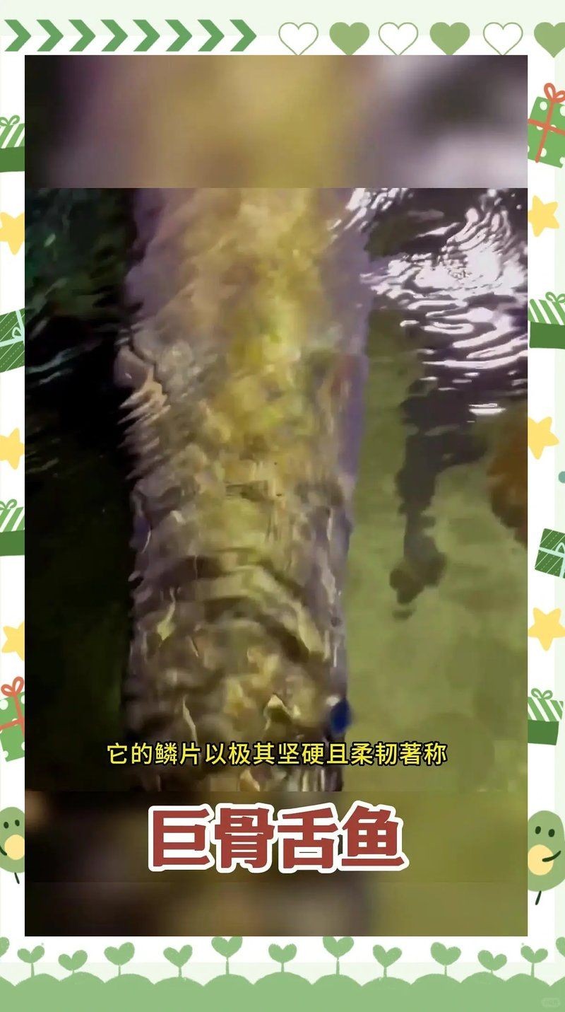 海象魚會攻擊人嗎：巨骨舌魚為什么能攻擊人類？