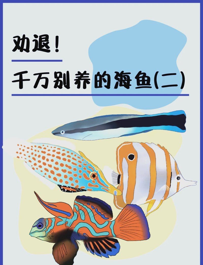 和尚吊海魚為何不建議養：和尚吊海魚飼養難度極高，不建議作為普通觀賞魚養殖 和尚吊海魚為何不建議養：和尚吊海魚飼養難度極高，不建議作為普通觀賞魚養殖 龍魚論壇 第5張