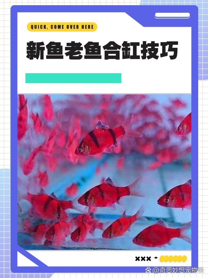 新買的魚怎么和老魚合缸：新手養魚技術——新魚合缸