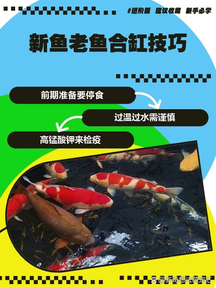新買的魚怎么和老魚合缸：新手養魚技術——新魚合缸