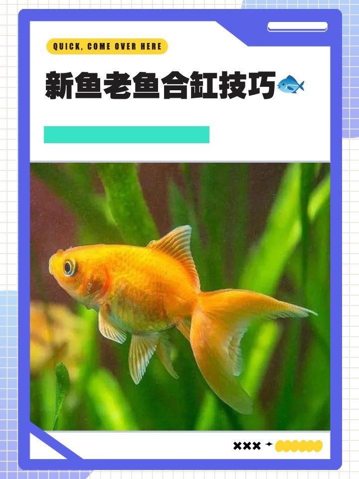 新買的魚怎么和老魚合缸：新手養魚技術——新魚合缸