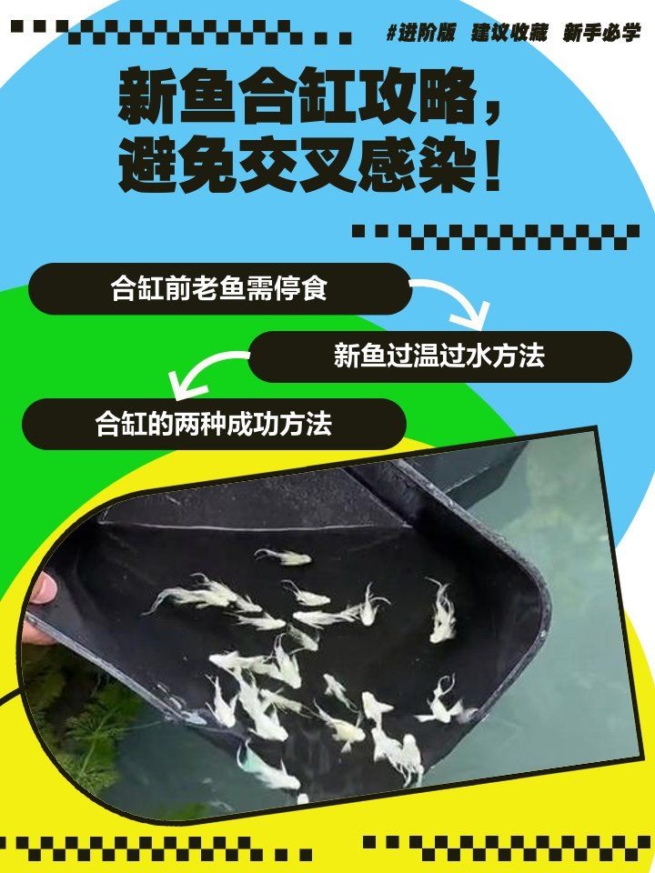新買的魚怎么和老魚合缸：新手養魚技術——新魚合缸