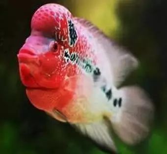 古典羅漢魚分幾個(gè)等級(jí)的:古典羅漢魚品種區(qū)分以及各品種之間的不同特征 全國(guó)水族館企業(yè)名錄 第2張 古典羅漢魚分幾個(gè)等級(jí)的:古典羅漢魚品種區(qū)分以及各品種之間的不同特征 古典羅漢魚分幾個(gè)等級(jí)的:古典羅漢魚品種區(qū)分以及各品種之間的不同特征 全國(guó)水族館企業(yè)名錄 第2張
