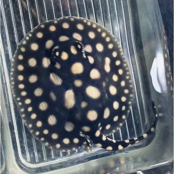 皇冠黑金魟魚多少錢：皇冠黑金魟魚價格