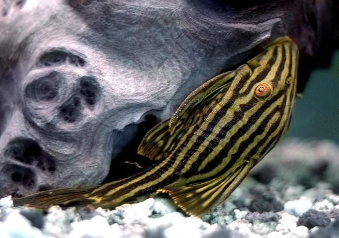 皇冠豹魚最稀有三個品種：皇冠豹魚三大珍稀品種探秘