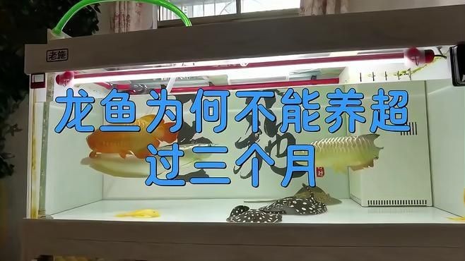 一條紅龍魚能活多久?:紅龍魚壽命能活多少年漫卷卷書蟲驛站書蟲驛站一覽表 龍魚百科 第7張 一條紅龍魚能活多久?:紅龍魚壽命能活多少年漫卷卷書蟲驛站書蟲驛站一覽表 一條紅龍魚能活多久?:紅龍魚壽命能活多少年漫卷卷書蟲驛站書蟲驛站一覽表 龍魚百科 第7張