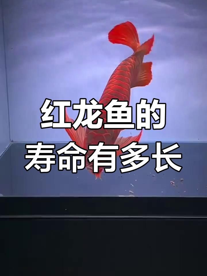 一條紅龍魚能活多久?:紅龍魚壽命能活多少年漫卷卷書蟲驛站書蟲驛站一覽表 龍魚百科 第4張 一條紅龍魚能活多久?:紅龍魚壽命能活多少年漫卷卷書蟲驛站書蟲驛站一覽表 一條紅龍魚能活多久?:紅龍魚壽命能活多少年漫卷卷書蟲驛站書蟲驛站一覽表 龍魚百科 第4張