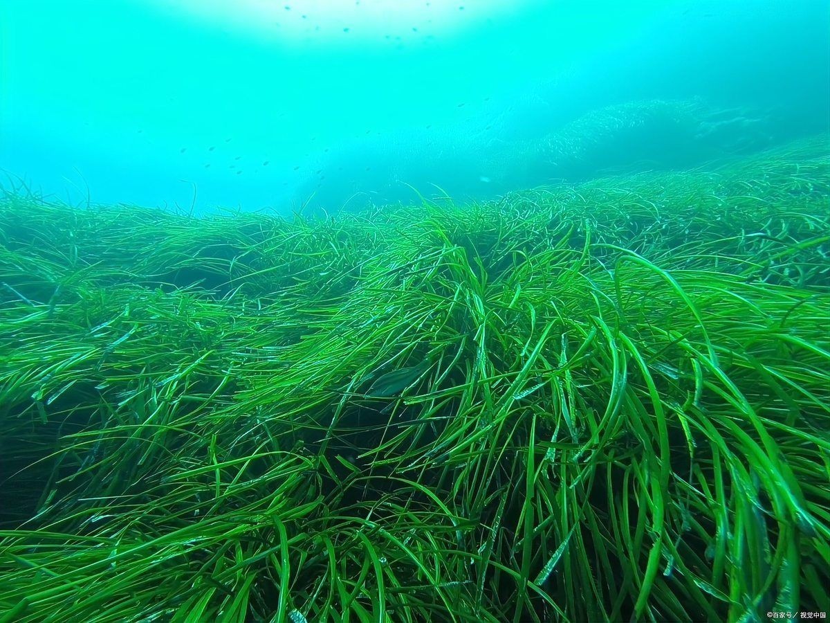 亮彩魚缸最簡單三個步驟：6招把魚缸養成「空氣缸」空氣缸」