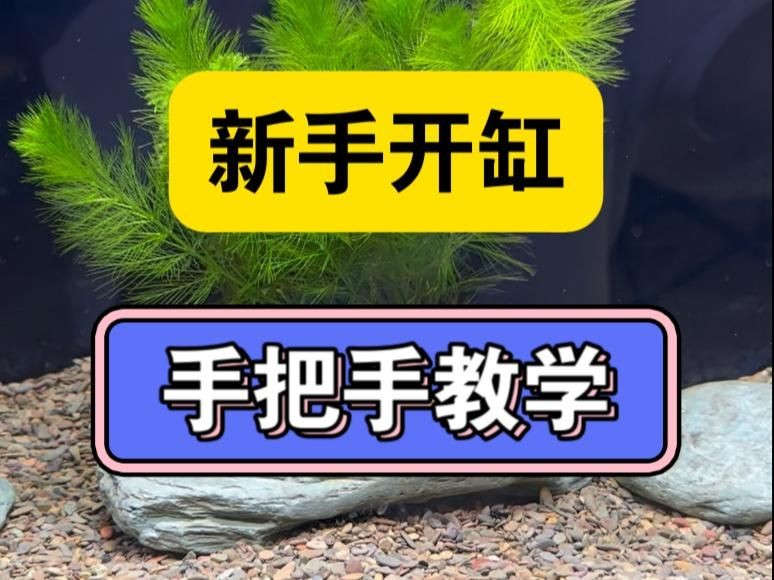 亮彩魚缸最簡單三個步驟：6招把魚缸養成「空氣缸」空氣缸」