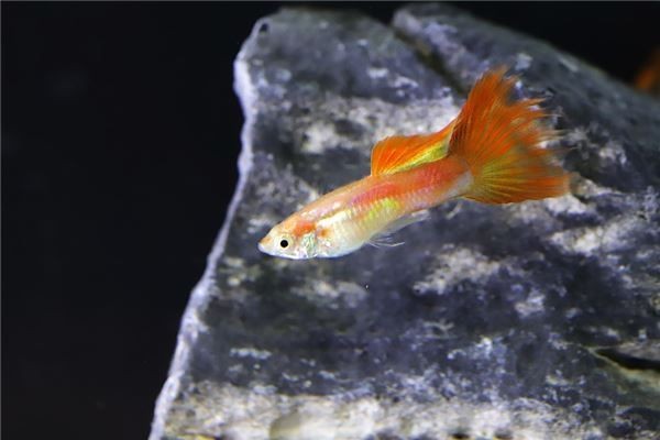 招財龍魚的正確擺放位置：招財龍魚擺放的全面指南
