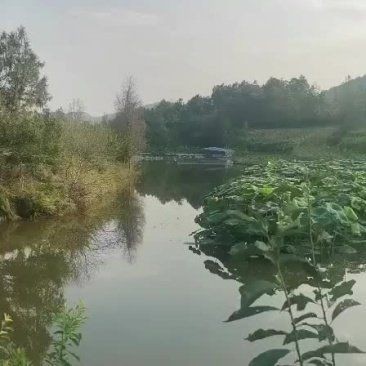 巴中水族批發市場：巴中水族批發市場是川東北地區水族文化交流的重要優勢