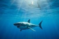 古人管鯊魚叫什么：古人對鯊魚的認知