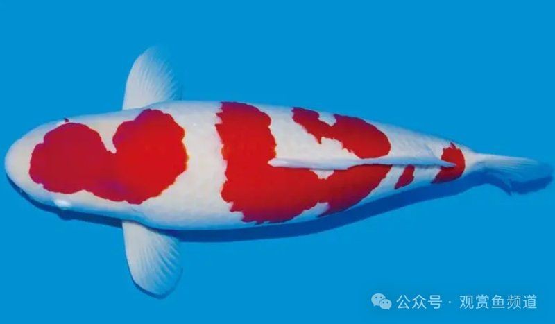 1000萬紅龍魚圖片：世界上最貴的觀賞魚是什么魚價格高達1000萬元