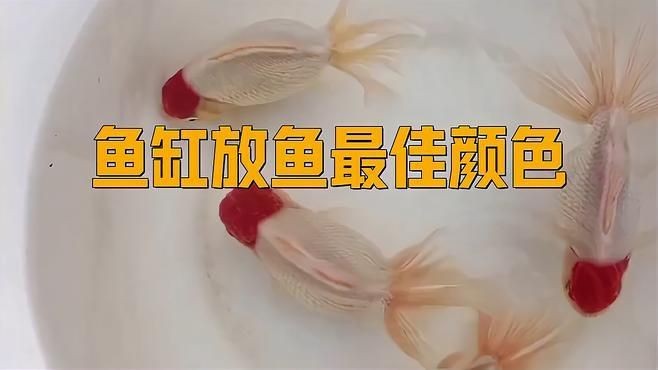 久鼎魚缸最建議買的三個顏色：久鼎魚缸最值得入手的三款顏色，極客汐潮最佳顏色