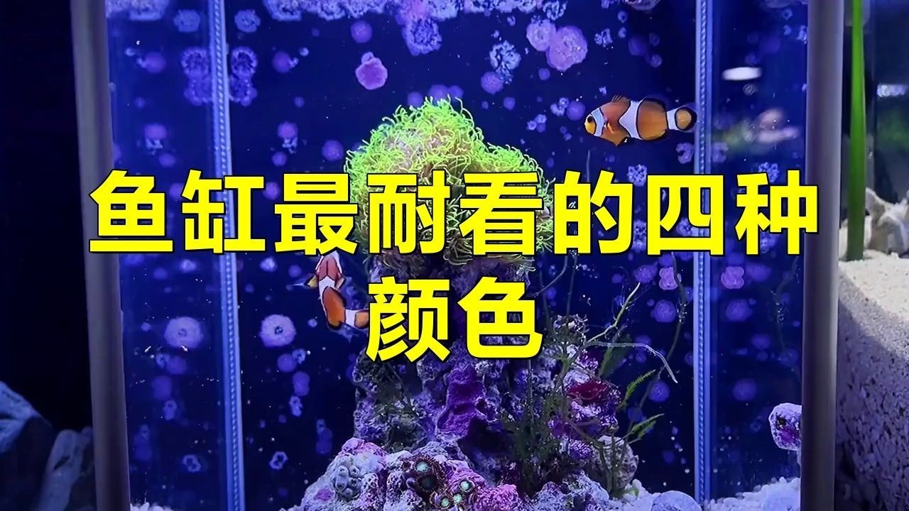 久鼎魚缸最建議買的三個顏色：久鼎魚缸最值得入手的三款顏色，極客汐潮最佳顏色