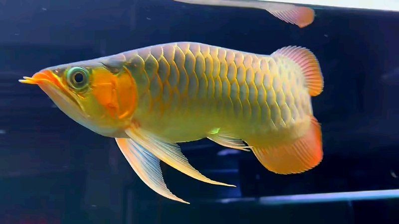 福龍魚屬于什么檔次的魚：福龍魚有哪些品種福龍魚市場價格一度飆升上百萬