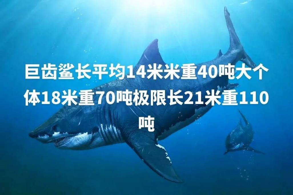 巨齒鯊圖片：史前海洋霸主巨齒鯊，咬合力遠超現代大白鯊，咬合力秒殺霸王龍