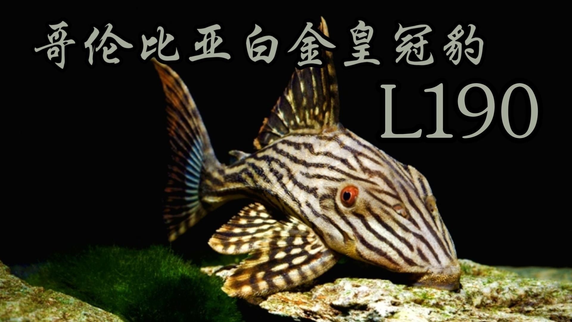 皇冠豹異型魚哪個最好：“皇冠豹異型魚哪個最好”這一問題需求與養(yǎng)殖條件綜合判斷