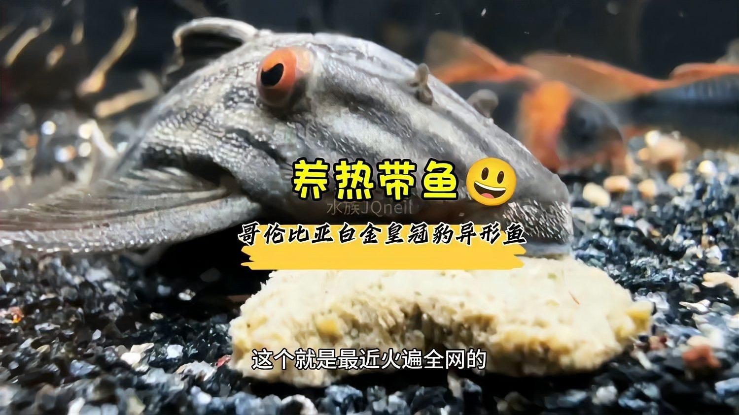皇冠豹異型魚哪個最好：“皇冠豹異型魚哪個最好”這一問題需求與養(yǎng)殖條件綜合判斷