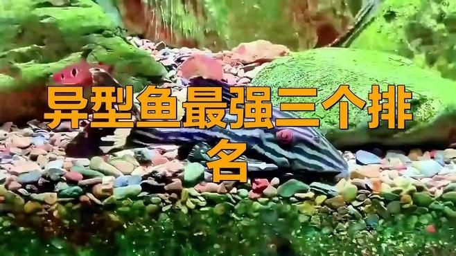 皇冠豹異型魚哪個最好：“皇冠豹異型魚哪個最好”這一問題需求與養殖條件綜合判斷 皇冠豹異型魚哪個最好：“皇冠豹異型魚哪個最好”這一問題需求與養殖條件綜合判斷 龍魚論壇 第7張
