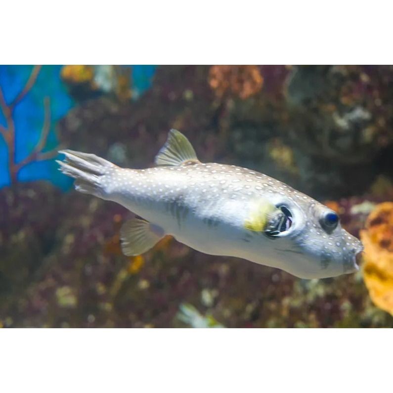 狗頭魚叫什么：“狗頭魚”并非單一物種的正式學名而是民間對多種頭部碩大、形似犬類的俗稱