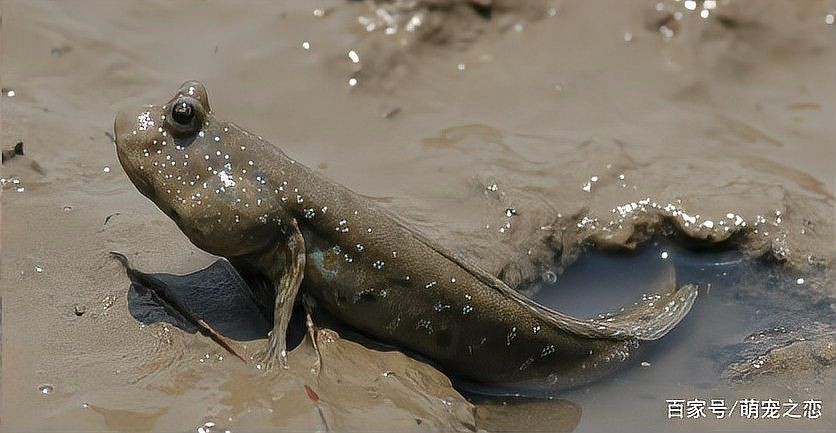 海魚放在淡水能活多久：海魚在淡水中如何存活？ 海魚放在淡水能活多久：海魚在淡水中如何存活？ 龍魚論壇 第7張
