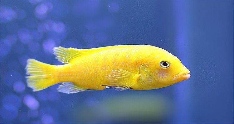 海魚放在淡水能活多久：海魚在淡水中如何存活？ 海魚放在淡水能活多久：海魚在淡水中如何存活？ 龍魚論壇 第5張