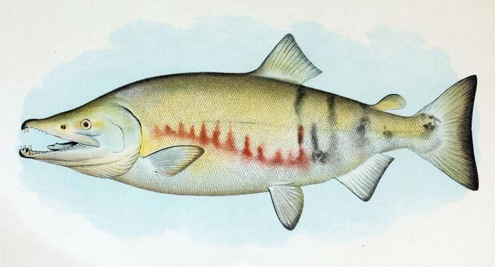海魚放在淡水能活多久：海魚在淡水中如何存活？ 海魚放在淡水能活多久：海魚在淡水中如何存活？ 龍魚論壇 第9張