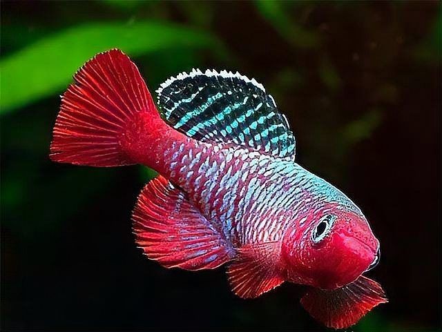 海魚放在淡水能活多久：海魚在淡水中如何存活？ 海魚放在淡水能活多久：海魚在淡水中如何存活？ 龍魚論壇 第12張