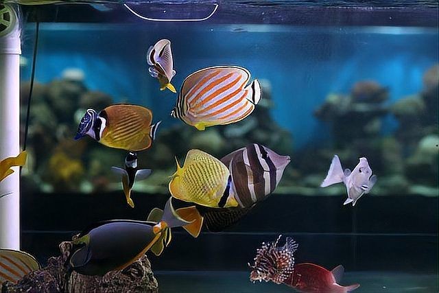 海魚放在淡水能活多久：海魚在淡水中如何存活？ 海魚放在淡水能活多久：海魚在淡水中如何存活？ 龍魚論壇 第3張