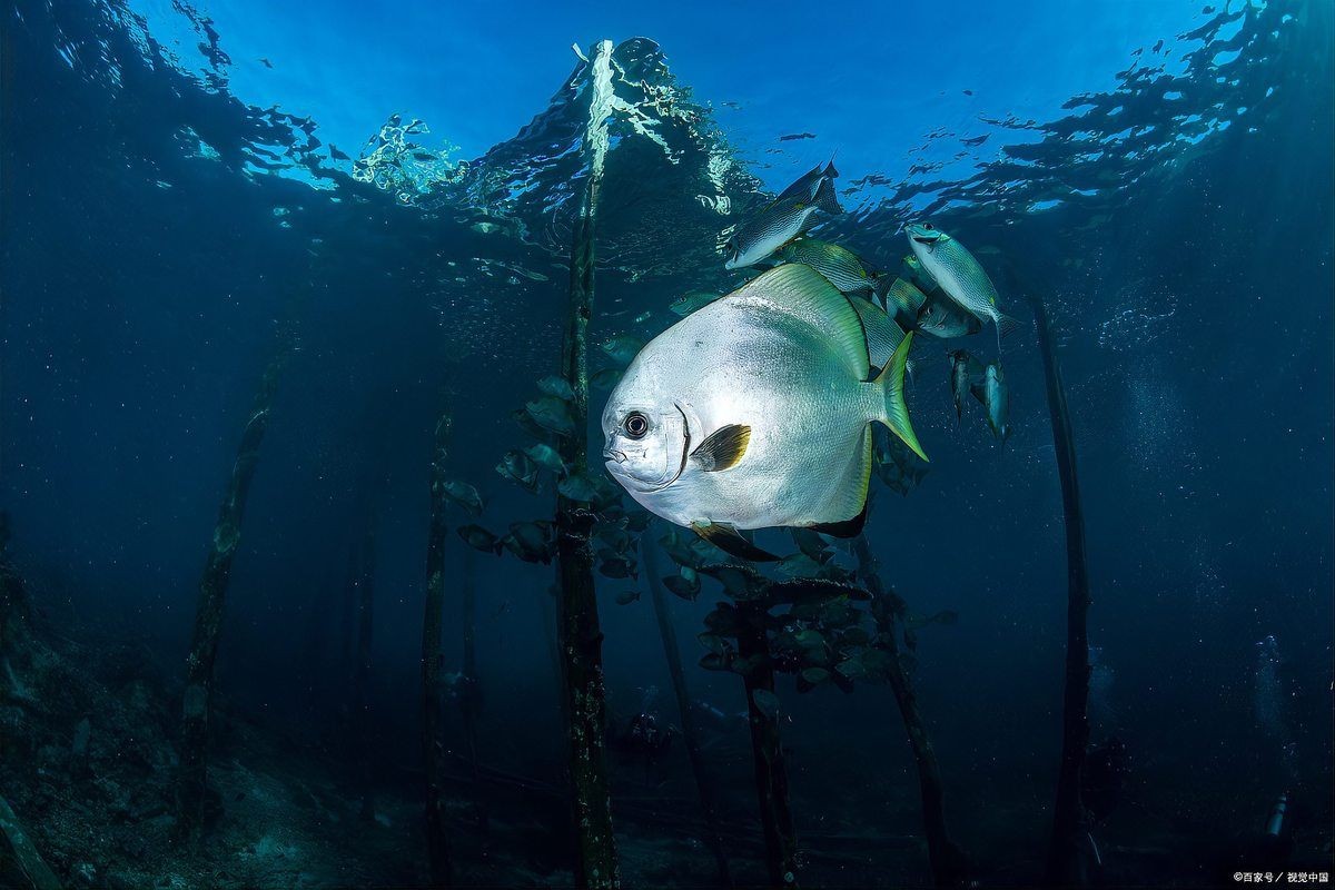 皇冠狗頭魚(yú)和河豚的區(qū)別：皇冠狗頭魚(yú)與河豚的區(qū)別