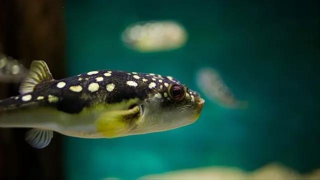 皇冠狗頭魚(yú)和河豚的區(qū)別：皇冠狗頭魚(yú)與河豚的區(qū)別