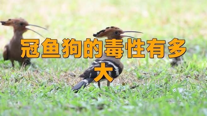 皇冠狗頭魚(yú)和河豚的區(qū)別：皇冠狗頭魚(yú)與河豚的區(qū)別