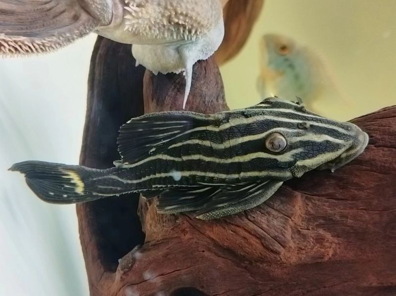 皇冠豹魚不能隨便買：“皇冠豹魚不能隨便買”值得提倡的觀賞魚市場觀點揭示