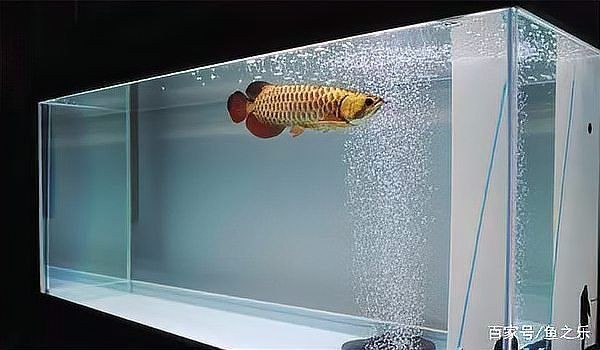 中國十大頂級龍魚缸：中國十大頂級龍魚缸品牌