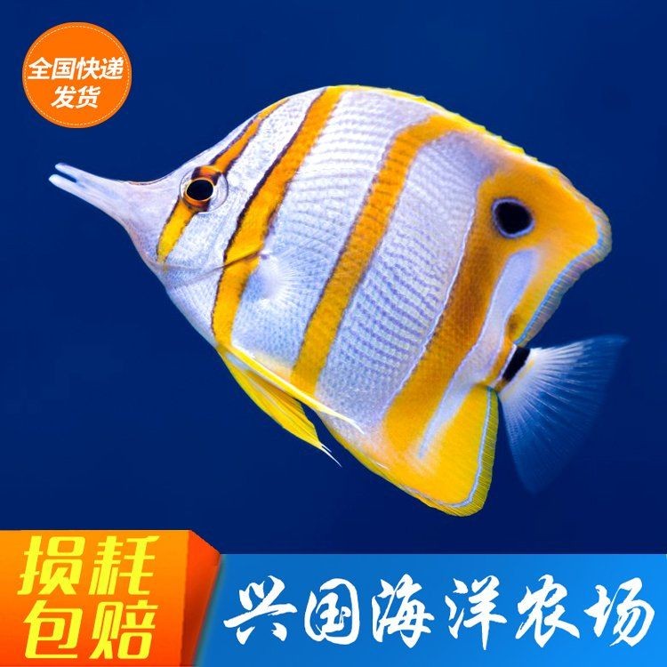 皇家火箭魚最好三個牌子：三大皇家火箭魚三大頂級品牌oceanicmajesty