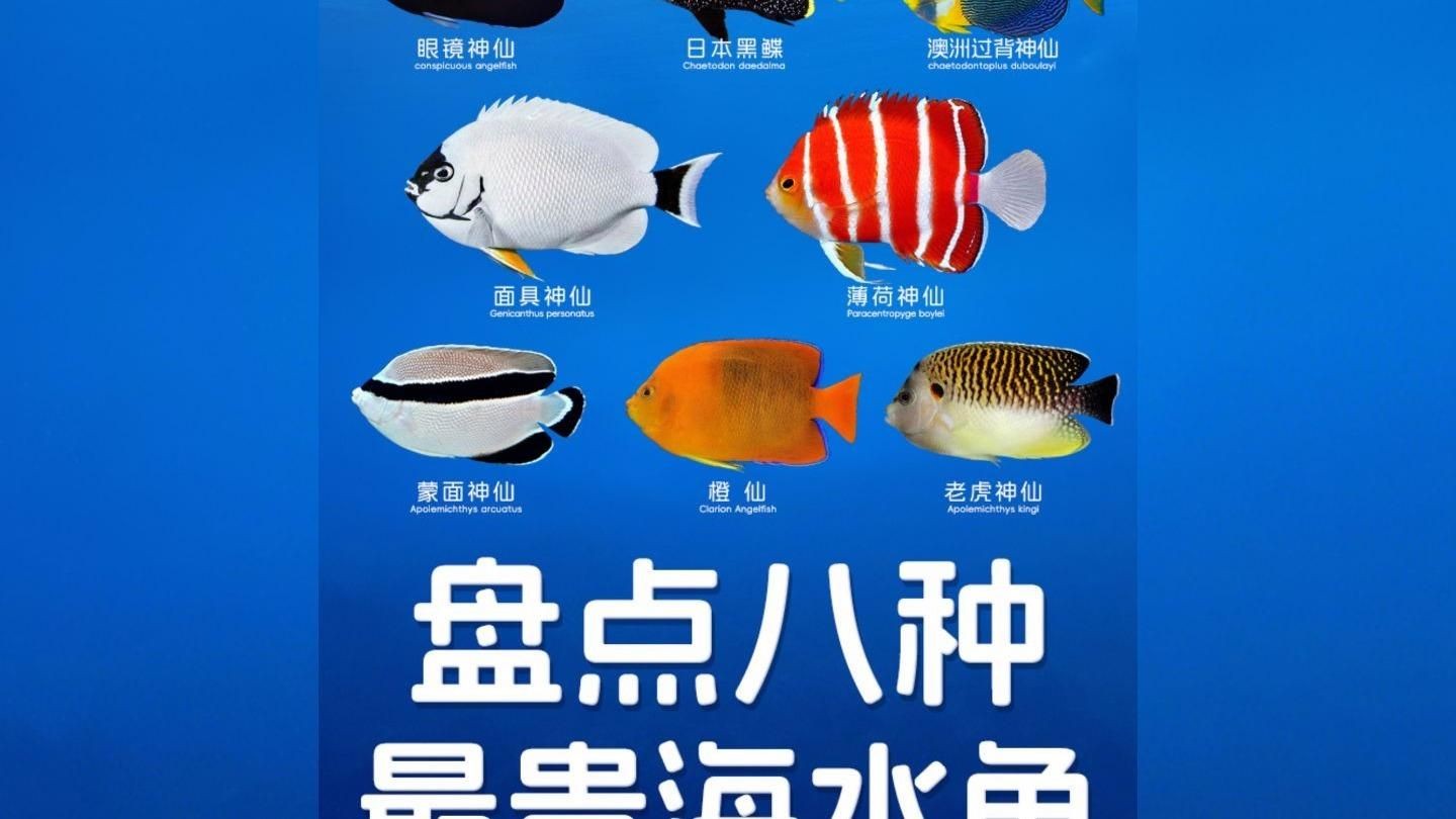 世界最貴的觀賞魚有哪些品種？：世界六大最昂貴觀賞魚品種及其價格從高到低排序