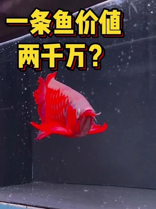 世界最貴的觀賞魚有哪些品種？：世界六大最昂貴觀賞魚品種及其價格從高到低排序