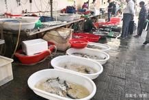 和刀魚很像的是什么魚：刀魚與刀魚有什么區別