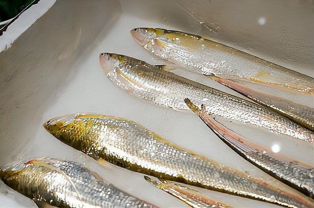 和刀魚很像的是什么魚：刀魚與刀魚有什么區別