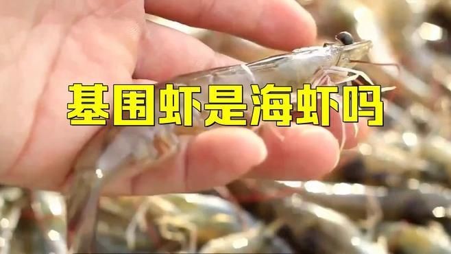 基圍蝦是淡水還是海水養的：基圍蝦并非純粹的淡水或海水生物其養殖環境具有獨特性 基圍蝦是淡水還是海水養的：基圍蝦并非純粹的淡水或海水生物其養殖環境具有獨特性 全國水族館企業名錄 第1張