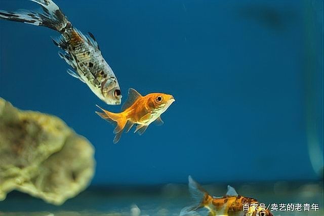 家里魚缸不能超過幾個：如何確定魚缸里養多少條魚比較合適